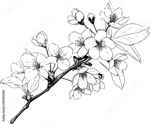 Elegant Blossoms: B&W Floral Masterpiece | Clean, isolated vector art for creative projects.