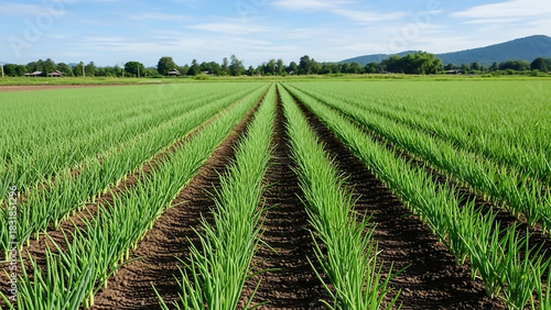 rice field in thailand, Young green onion plants grow in neat rows on fertile farm soil. Agricultural field stretches towards horizon under clear sky. Healthy crop cultivation on rural land.