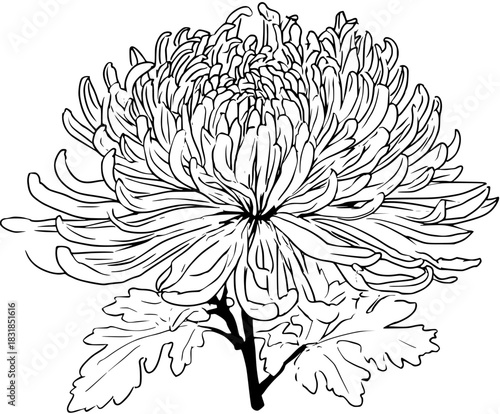 timeless beauty: black white illustration chrysanthemum full bloom. | Clean, isolated vector art for creative projects.