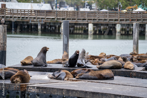 Sea Lions at Pier in Fisherman’s Wharf, San Francisco