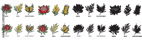 Australian native flowers and foliage outline set