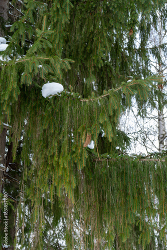 Snow-covered trees are a beautiful sight in midwinter.