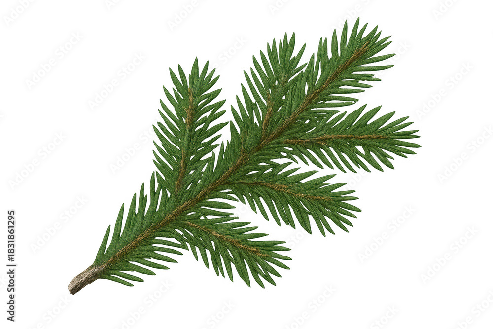 Naklejka premium Green fir tree branch with transparent background