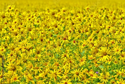Vibrant Field of Yellow Black-Eyed Daisies in Full Bloom