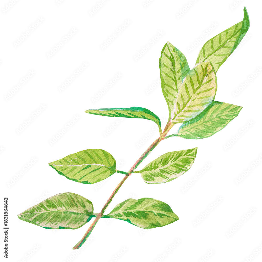 Fototapeta premium Green fresh twig. Feijoa leaves branch. Hand painted watercolor illustration of a realistic green leafy branch ideal for botanical prints natural branding eco packaging and organic themed designs