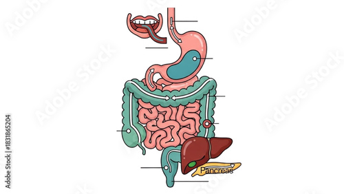 Understanding the Human Digestive System An Illustrated Journey Through Internal Organs and Functions