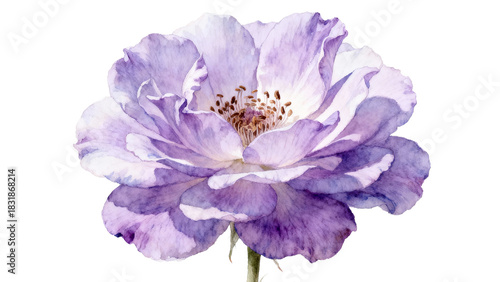 Elegant purple flower with delicate petals showcasing shades of violet and white blooming against a plain backdrop