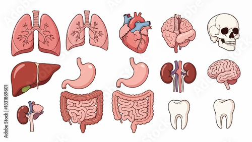 Anatomical illustration showcasing various human organs, including lungs, heart, brain, and digestive system.