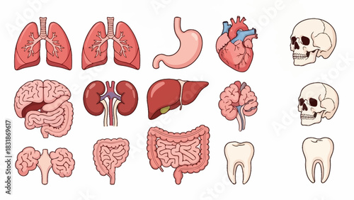 Illustration of various human organs including lungs, stomach, heart, skull, brain, kidneys, liver, intestines, and teeth.