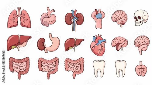 A collection of illustrated human internal organs including the lungs, heart, kidneys, brain, liver, stomach, and intestines.