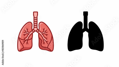 Anatomical illustration of human lungs, depicting the respiratory system's structure and function.