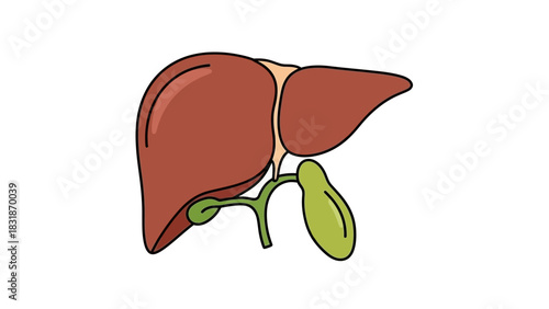 An illustration of the human liver and gallbladder, showing their anatomical relationship.