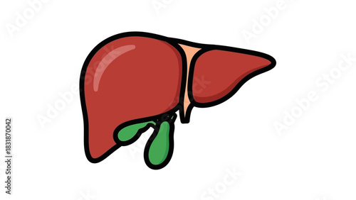 Anatomical illustration of a human liver, showcasing its shape, color, and the attached gallbladder.