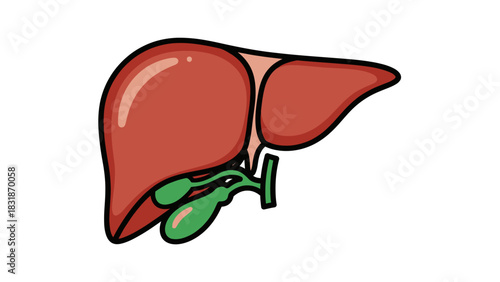 Illustration of a liver and gallbladder, showing the anatomy of the human digestive system.