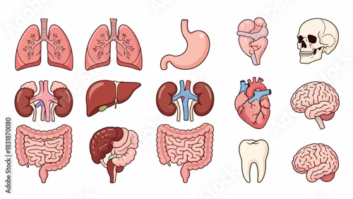 A collection of illustrated human internal organs including the lungs, stomach, heart, skull, kidneys, liver, intestines, brain, and tooth.