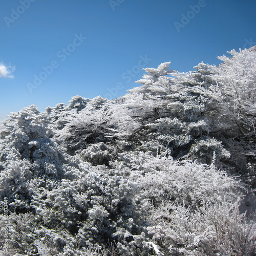 Winter Forest Covered in Snow and Frost beneath Clear Blue Sky
