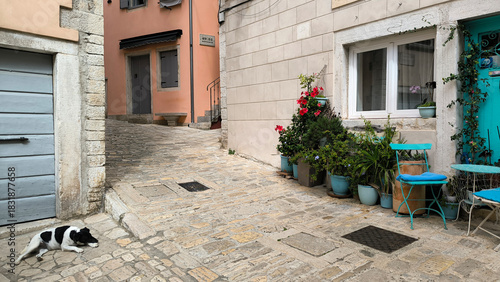 black and white dog sleeping in the corner of the street in Rovinj old town