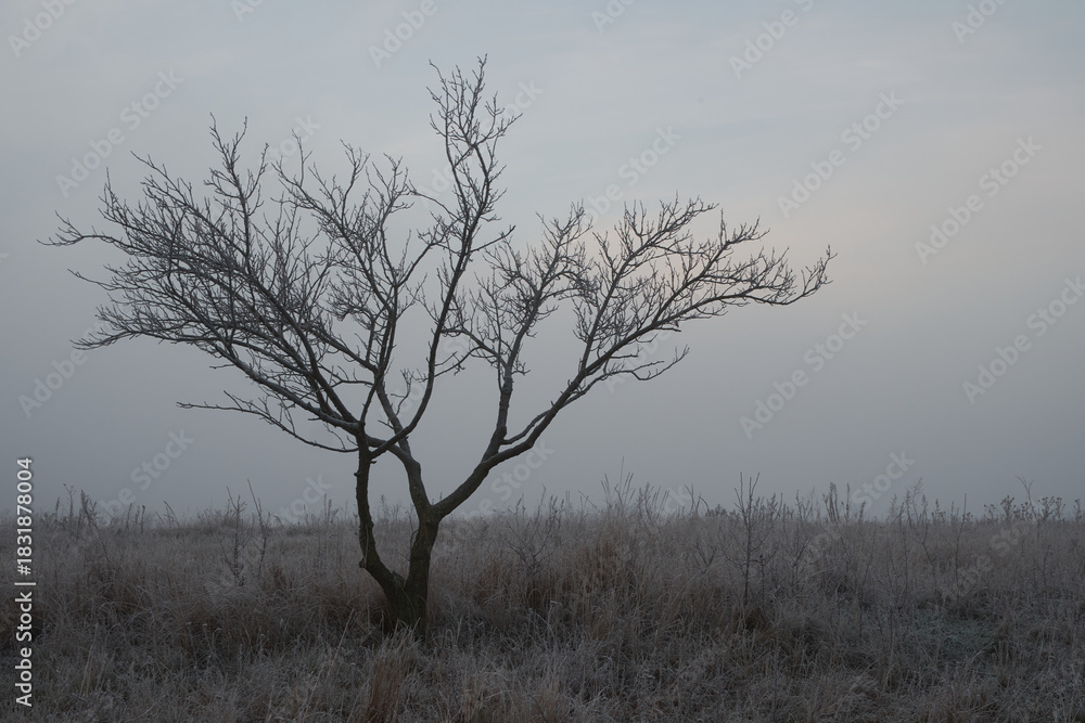 custom made wallpaper toronto digitallonely tree in autumn landscape
