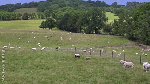 Panning video shot of a flock of sheep grazing in a green pasture in Mid Wales