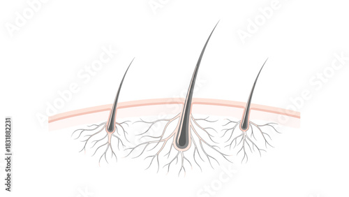 Hair follicles growing from skin in a healthy cross section, showing hair roots and structure for dermatology and beauty concepts