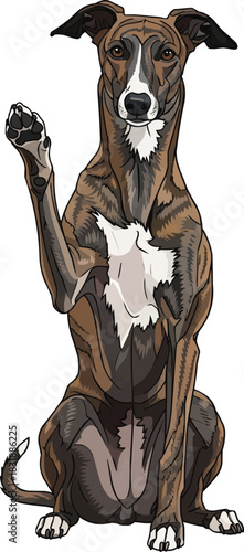 Hungarian Greyhound dog sitting raising paw cute interaction pose