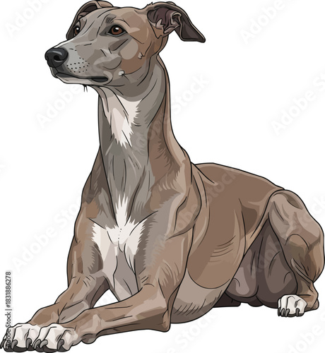 Hungarian Greyhound dog laying down alert sphynx pose