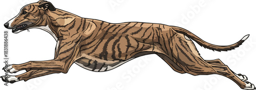 Hungarian Greyhound dog running energetic athletic stance