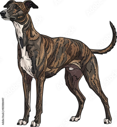 Hungarian Greyhound dog standing alert looking away focused