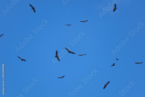 Flock of birds soaring through clear blue sky. The Eurasian griffon vulture