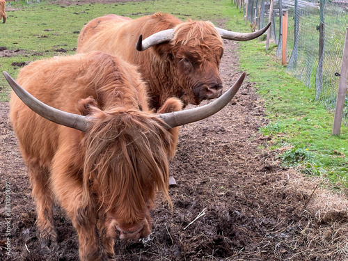 Trail of Disappearing Trades in Kudowa-Zdroj, Poland. Scottish Highland Cattle at the mini zoo