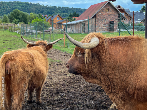 Trail of Disappearing Trades in Kudowa-Zdroj, Poland. Scottish Highland Cattle at the mini zoo