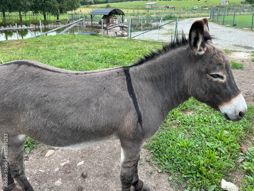 Trail of Disappearing Professions in Kudowa-Zdroj, Poland. Donkey in the mini zoo