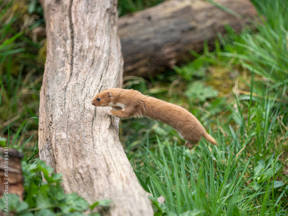 Obraz premium A Weasel Jumping a Log