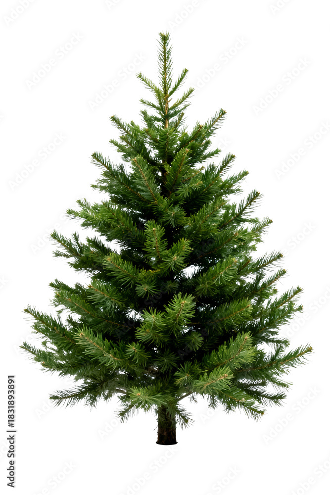 Obraz premium Christmas Pine Tree