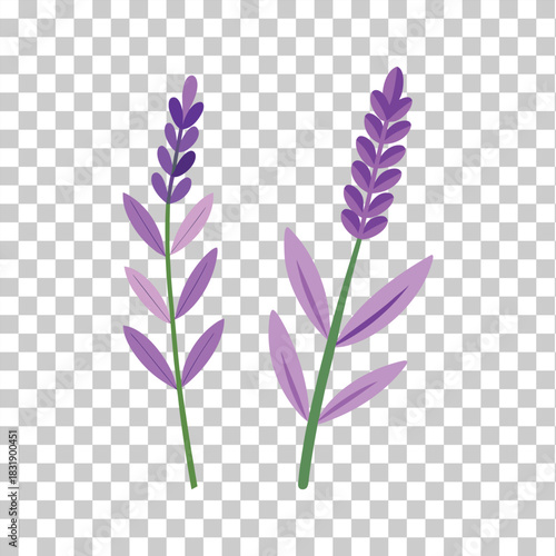 Two Sprigs of Purple Lavender with Green Leaves Isolated flower plant