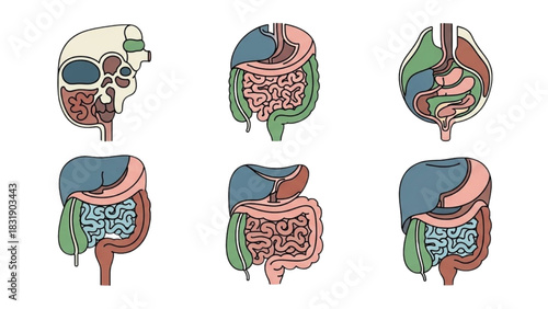 A collection of stylized vector illustrations depicting human anatomy and internal organ systems