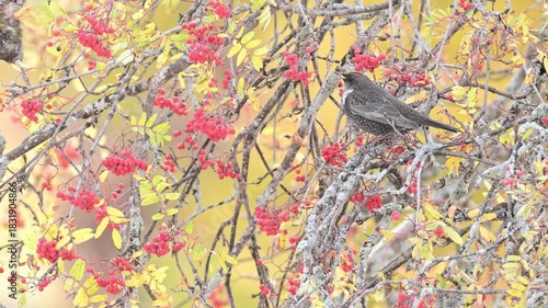 At rest among the berries, the ring ouzel (Turdus torquatus)