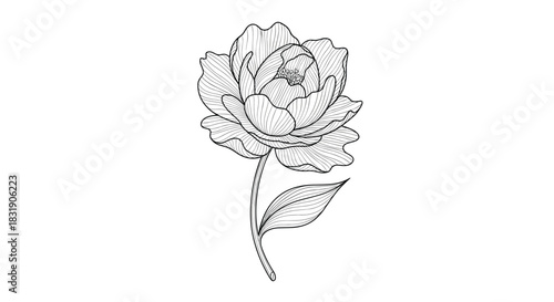 Elegant hand-drawn peony flower illustration with detailed line work and shading, isolated on a simple white background for design.