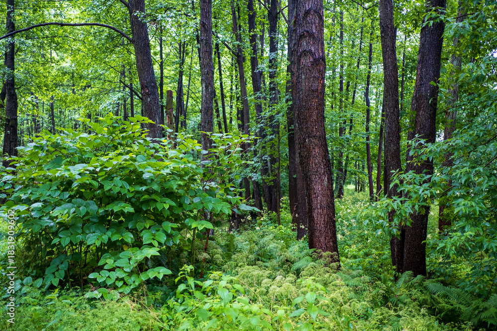 Obraz premium Green trees in the forest, Bialowieza Forest, Poland