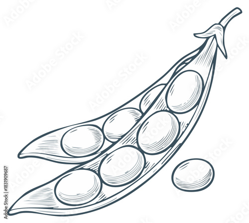 Vintage monochrome sketch of a fresh soybean pod split open to reveal the beans inside