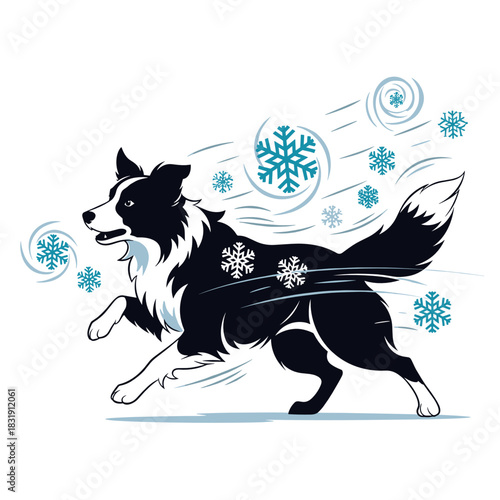Border collie running joyfully through snowflakes in winter scene  