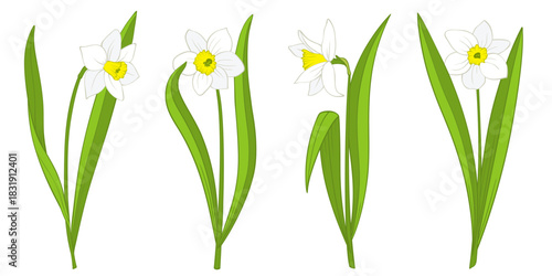 Vector white daffodils or narcissus set isolated on white. Single cartoon flower with stem and leaves, bright colors, front and side view. Clipart illustration for Easter and spring floral design.