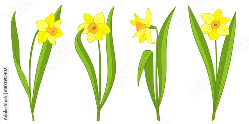 Yellow daffodils or narcissus set isolated on white. Single cartoon flower with stem and leaves, bright colors, front and side view. Vector clipart for Easter illustration, spring floral design.