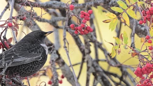 Eating berries on rowan tree, the ring ouzel (Turdus torquatus)