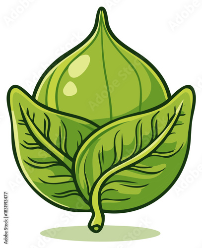 Vibrant green cabbage with leaves illustration representing fresh healthy food