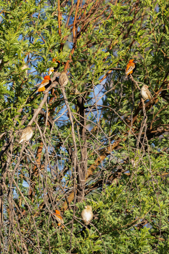 Naklejka premium Euplectes ignicolores et travailleurs à bec rouge perché dans un arbre