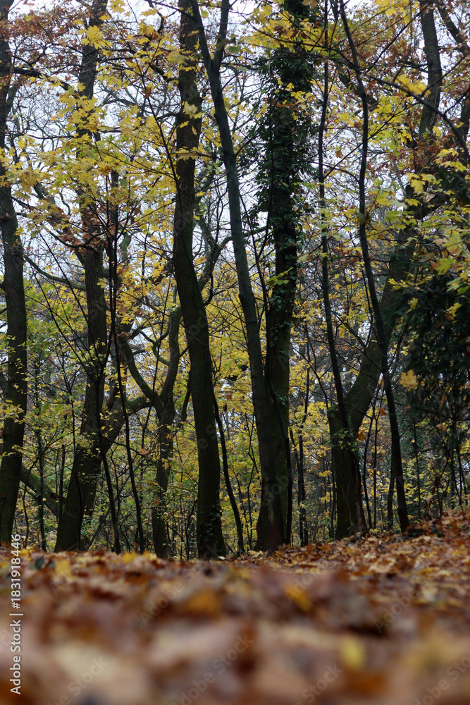 Fototapeta premium Path in the autumn forest with yellow leaves and green trees on the sides