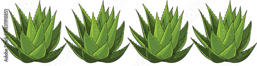 A vector row of four vibrant green Aloe Vera plants, featuring spiky, fleshy leaves, symbolizing natural health, organic cosmetics, skincare, and succulent gardening elements