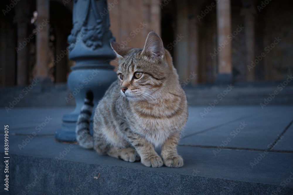 Fototapeta premium armenian street cat