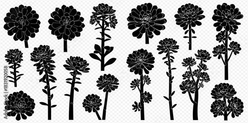 Set of black silhouettes of succulents, rosettes, and flowering plants on a transparent background.